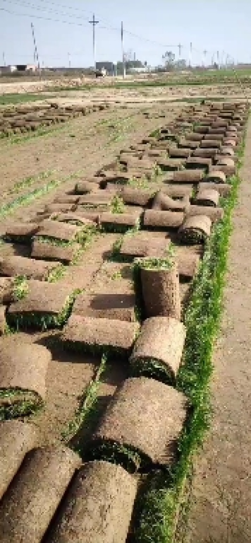 草坪草邯郸魏县草坪种植基地四季青草坪播草坪