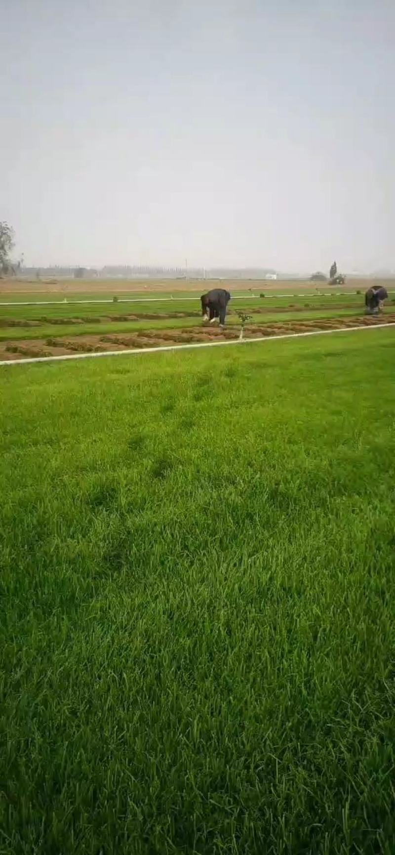 草坪草邯郸魏县草坪种植基地四季青草坪播草坪