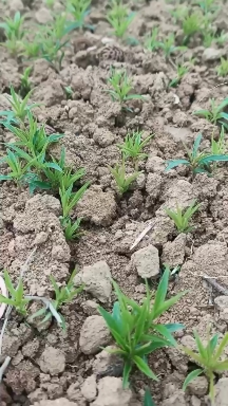 场地大量供应桃苗毛桃芽苗毛桃小苗包邮价‘
