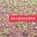 场地大量供应桃苗毛桃芽苗毛桃小苗包邮价‘