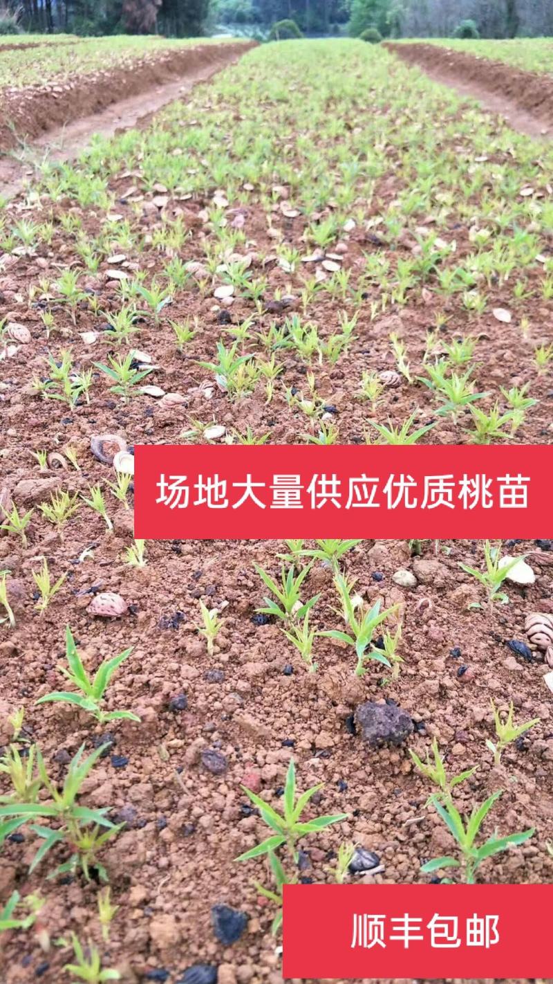 场地大量供应桃苗毛桃芽苗毛桃小苗包邮价‘