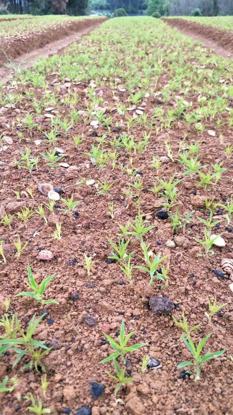 场地大量供应桃苗毛桃芽苗毛桃小苗包邮价‘