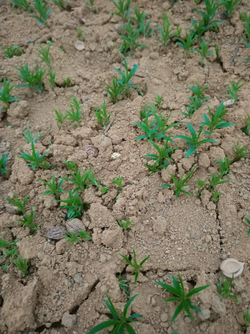 场地大量供应桃苗毛桃芽苗毛桃小苗包邮价‘