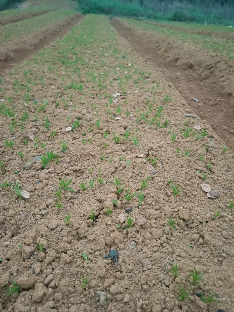 场地大量供应桃苗毛桃芽苗毛桃小苗包邮价‘
