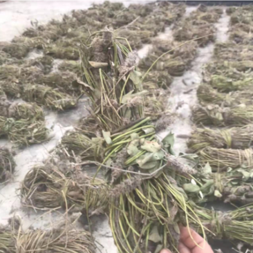 狸尾草羊咩香
