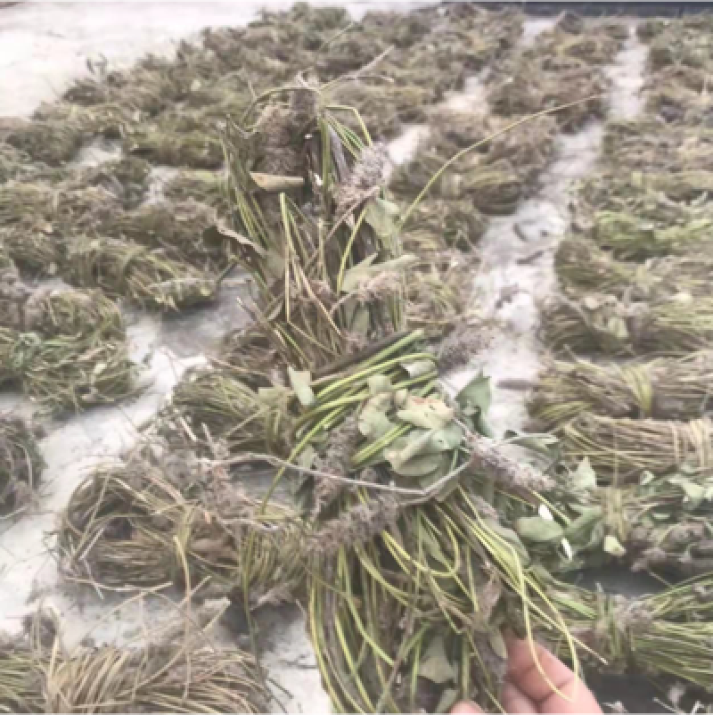 狸尾草羊咩香