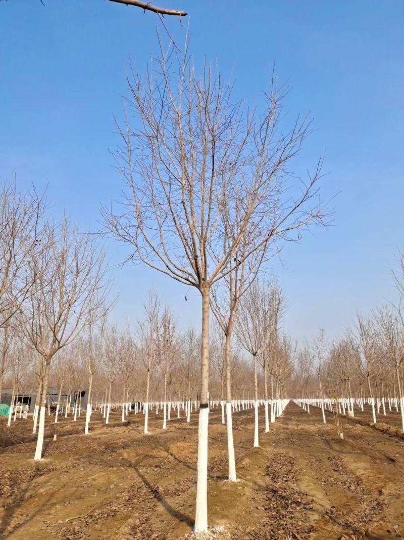 8公分杜仲装车中报价河北杜仲基地。。。。。。