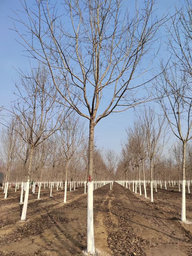 8公分杜仲装车中报价河北杜仲基地。。。。。。