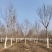 8公分杜仲装车中报价河北杜仲基地。。。。。。