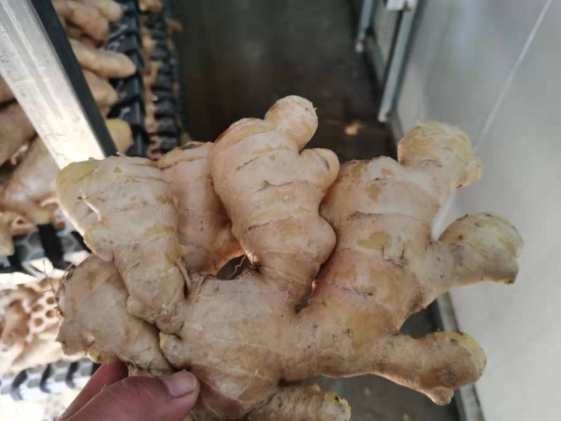 生姜优质烘干姜通货家乡优质特产，产地直销
