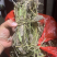 狸尾草羊咩香