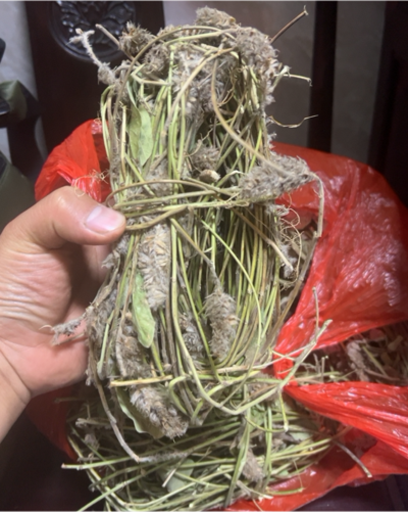 狸尾草羊咩香
