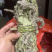狸尾草羊咩香