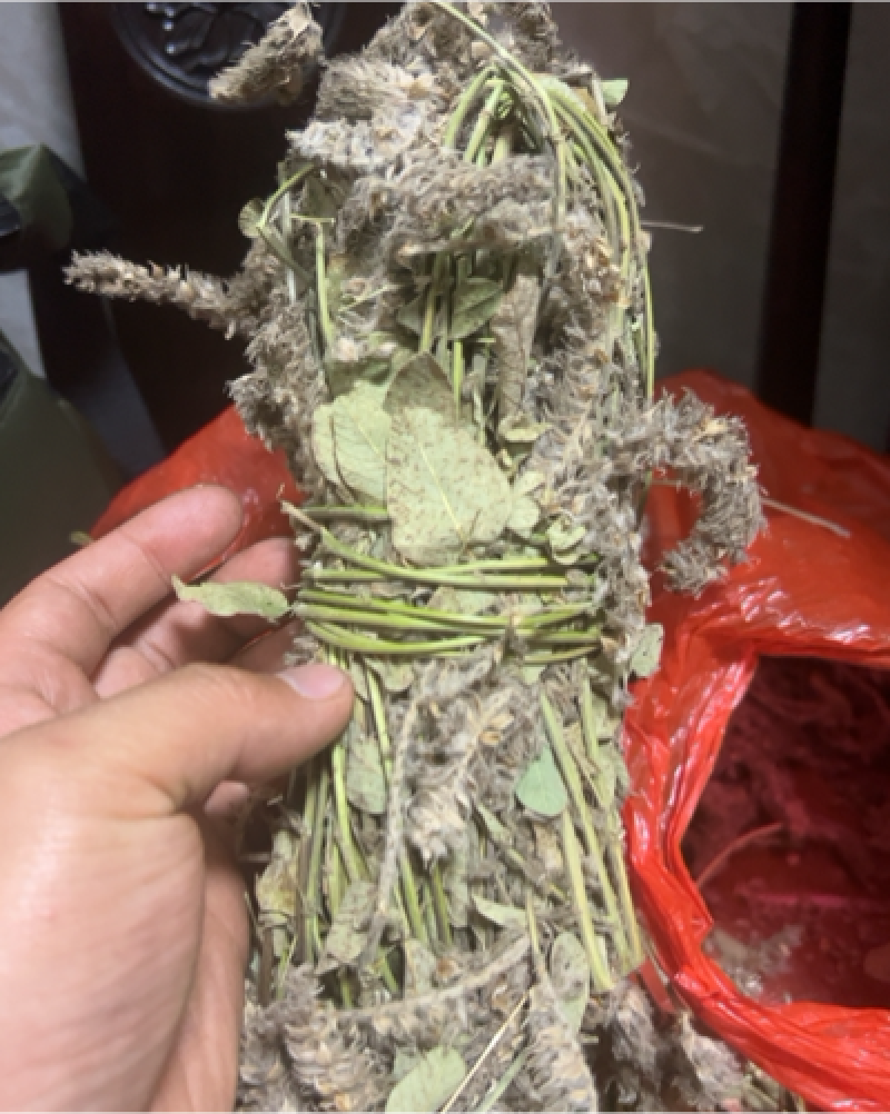 狸尾草羊咩香