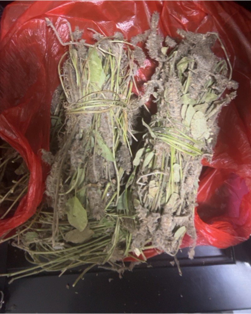 狸尾草羊咩香