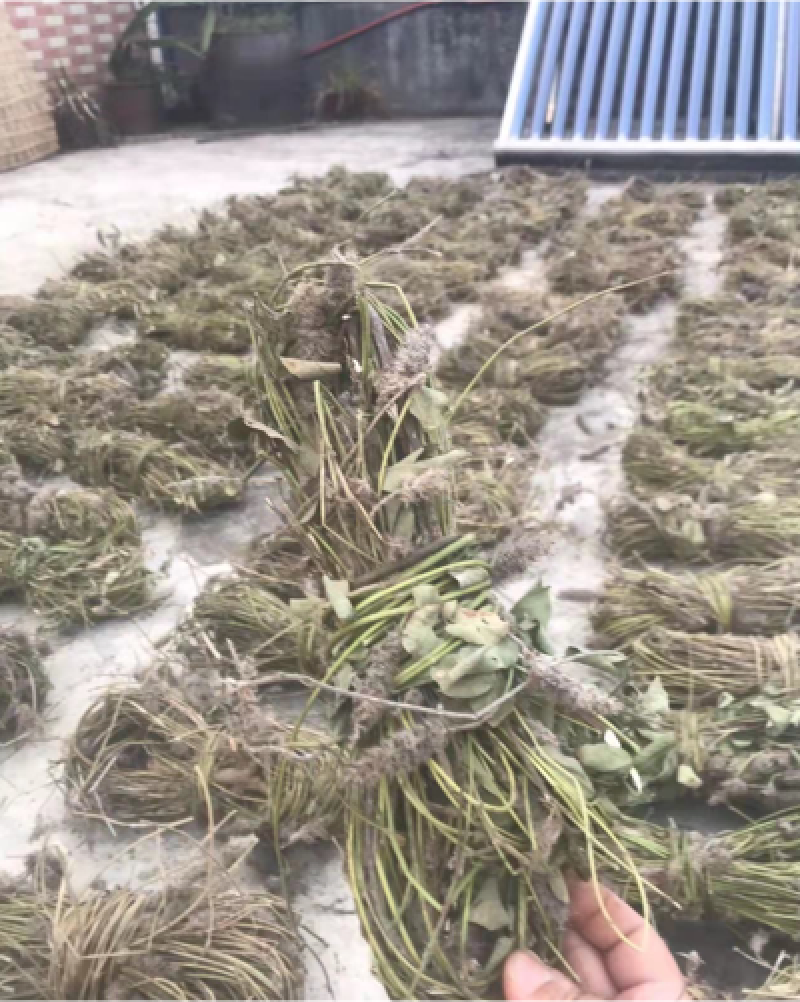 狸尾草羊咩香