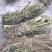 狸尾草羊咩香