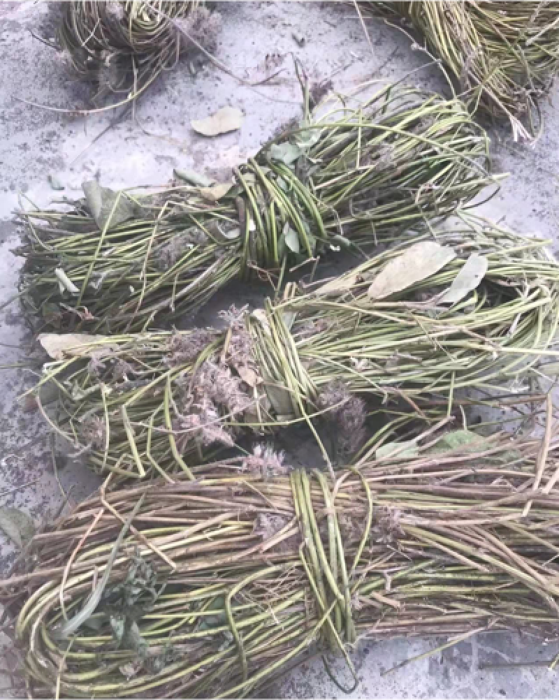 狸尾草羊咩香