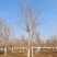 杜仲基地2-3-4-5-6-7-8-10-12-15公分