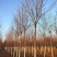 杜仲基地2-3-4-5-6-7-8-10-12-15公分
