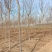 杜仲基地2-3-4-5-6-7-8-10-12-15公分