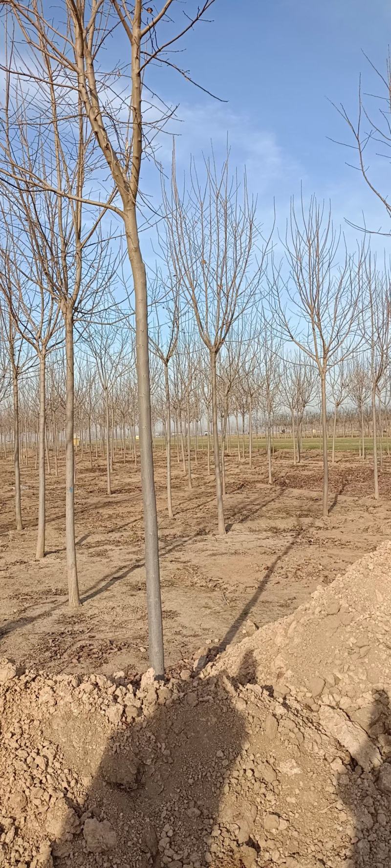 杜仲基地2-3-4-5-6-7-8-10-12-15公分