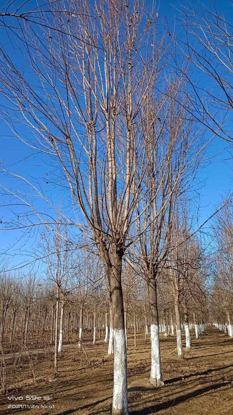 杜仲基地2-3-4-5-6-7-8-10-12-15公分