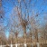 杜仲基地2-3-4-5-6-7-8-10-12-15公分