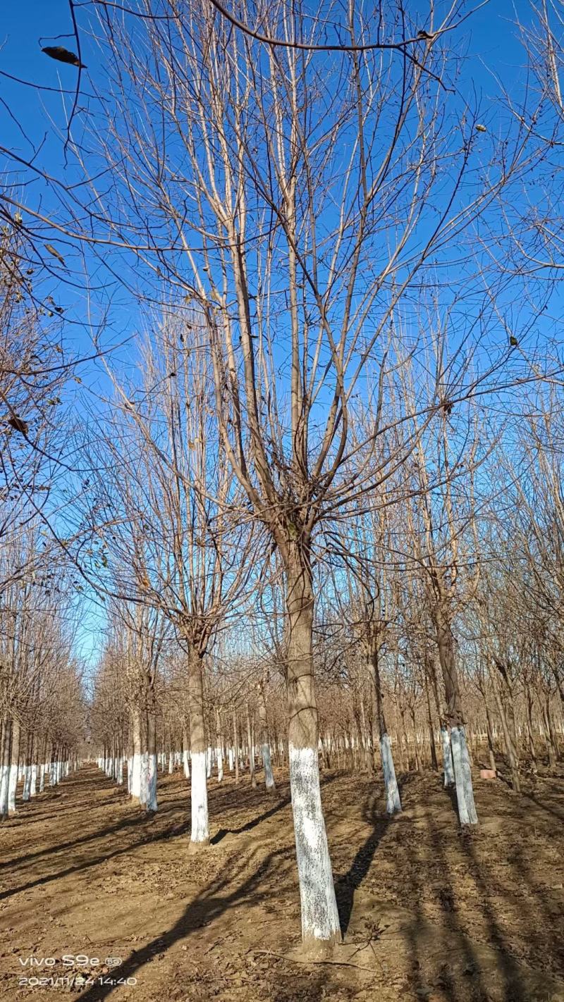 杜仲基地2-3-4-5-6-7-8-10-12-15公分