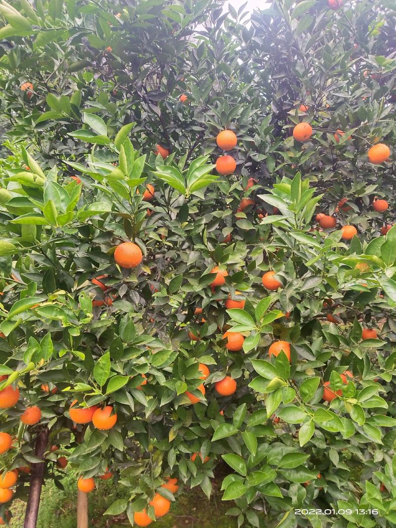 密香橙大量上市，纯甜无酸，自然成熟，不打甜蜜素