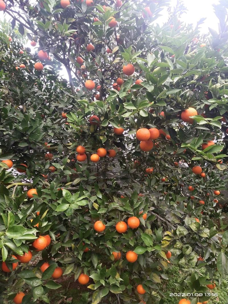 密香橙大量上市，纯甜无酸，自然成熟，不打甜蜜素
