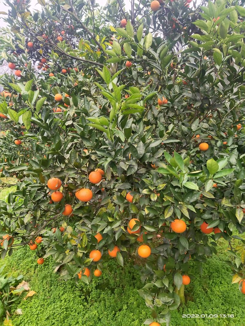 密香橙大量上市，纯甜无酸，自然成熟，不打甜蜜素