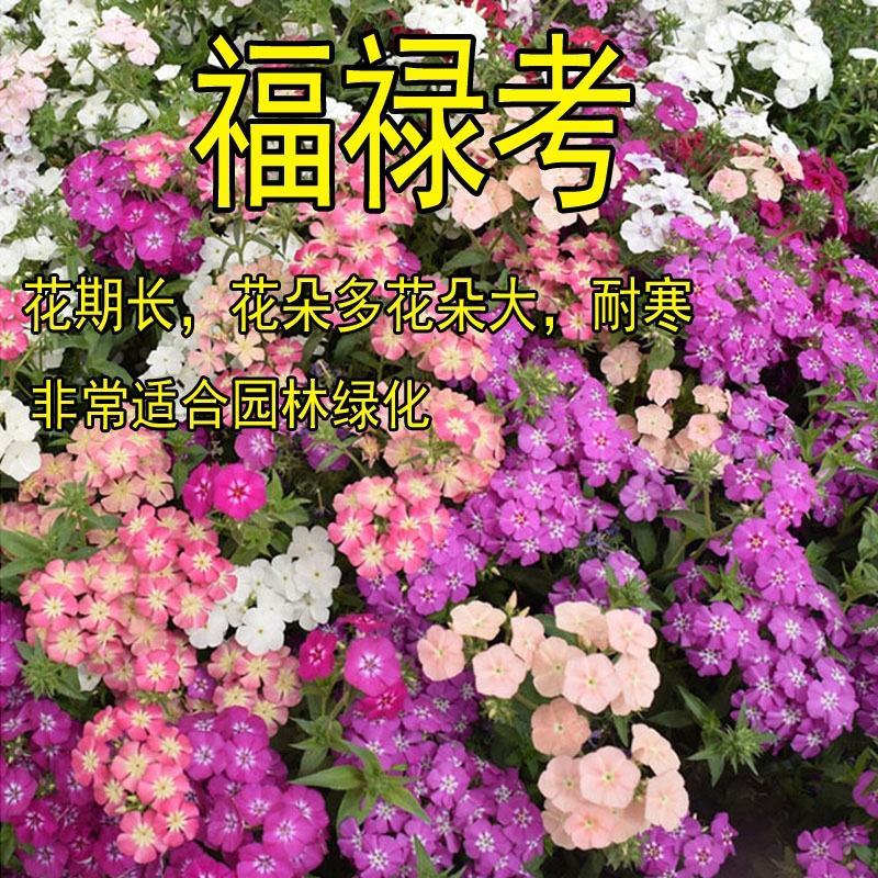 福禄考种子多年生宿根花种子四季种易活庭院室外景观花种籽子