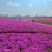 福禄考种子多年生宿根花种子四季种易活庭院室外景观花种籽子
