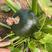 神禾绿珠西葫芦种子圆形绿色西葫芦种籽杂交一代早熟品种油亮