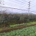 红叶石楠树红叶石楠球红叶石楠柱基地直销各种规格