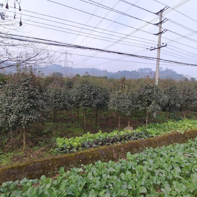 红叶石楠树红叶石楠球红叶石楠柱基地直销各种规格