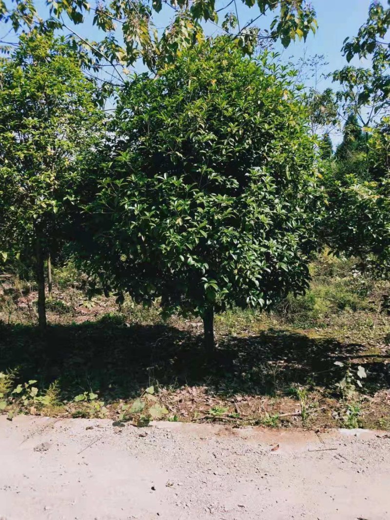 【推荐】自家基地精品8-12公分桂花自产自销价格优惠