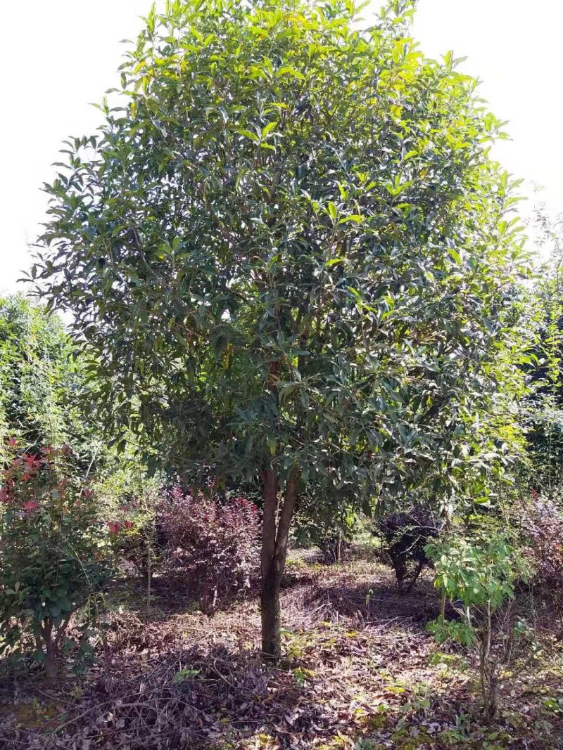 【推荐】自家基地精品8-12公分桂花自产自销价格优惠
