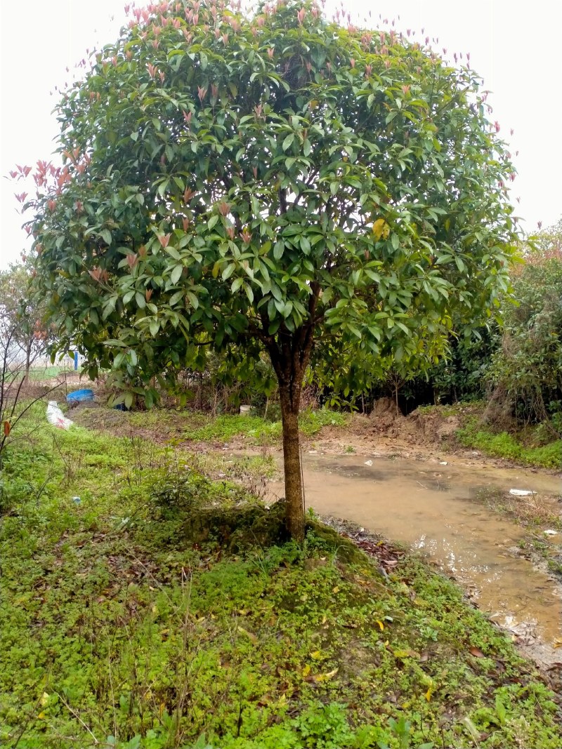 【推荐】自家基地精品8-12公分桂花自产自销价格优惠