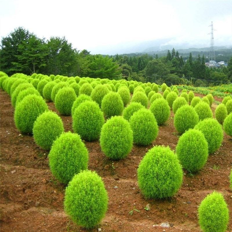 红叶地肤种子绿叶地肤草种子地麦铁扫帚苗菜种子园林景观花海
