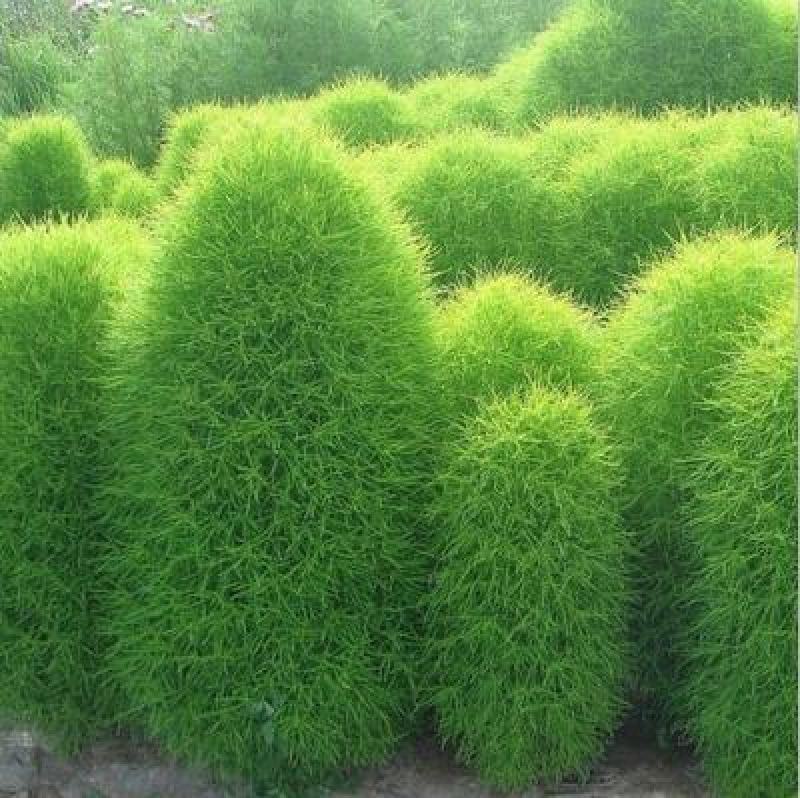 红叶地肤种子绿叶地肤草种子地麦铁扫帚苗菜种子园林景观花海