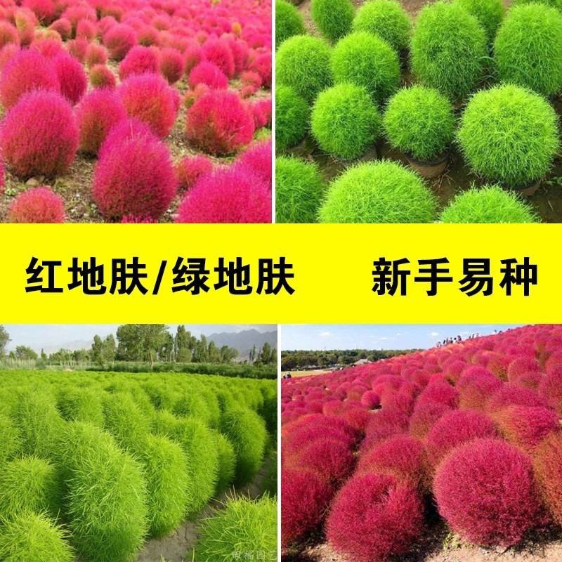 红叶地肤种子绿叶地肤草种子地麦铁扫帚苗菜种子园林景观花海