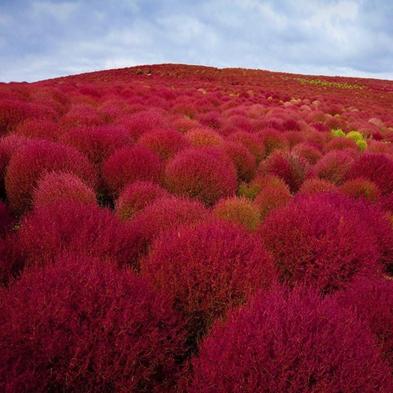 红叶地肤种子绿叶地肤草种子地麦铁扫帚苗菜种子园林景观花海