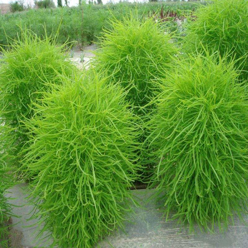 红叶地肤种子绿叶地肤草种子地麦铁扫帚苗菜种子园林景观花海