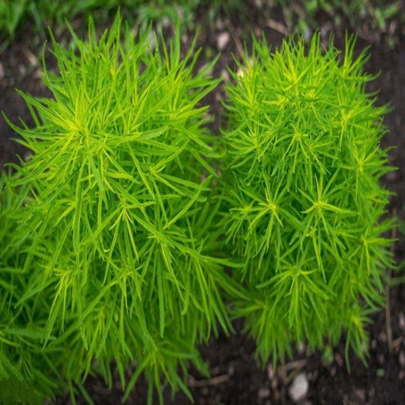 红叶地肤种子绿叶地肤草种子地麦铁扫帚苗菜种子园林景观花海