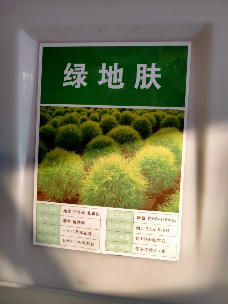 红叶地肤种子绿叶地肤草种子地麦铁扫帚苗菜种子园林景观花海