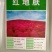 红叶地肤种子绿叶地肤草种子地麦铁扫帚苗菜种子园林景观花海