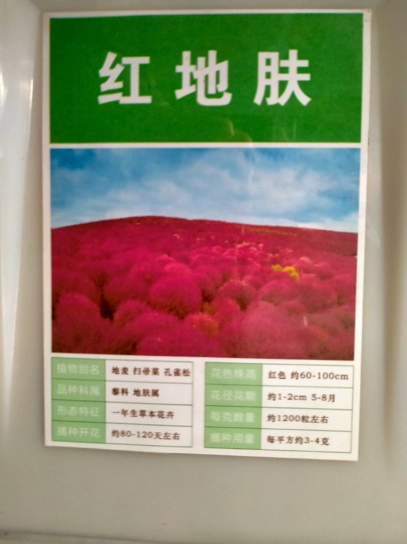 红叶地肤种子绿叶地肤草种子地麦铁扫帚苗菜种子园林景观花海