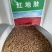 红叶地肤种子绿叶地肤草种子地麦铁扫帚苗菜种子园林景观花海